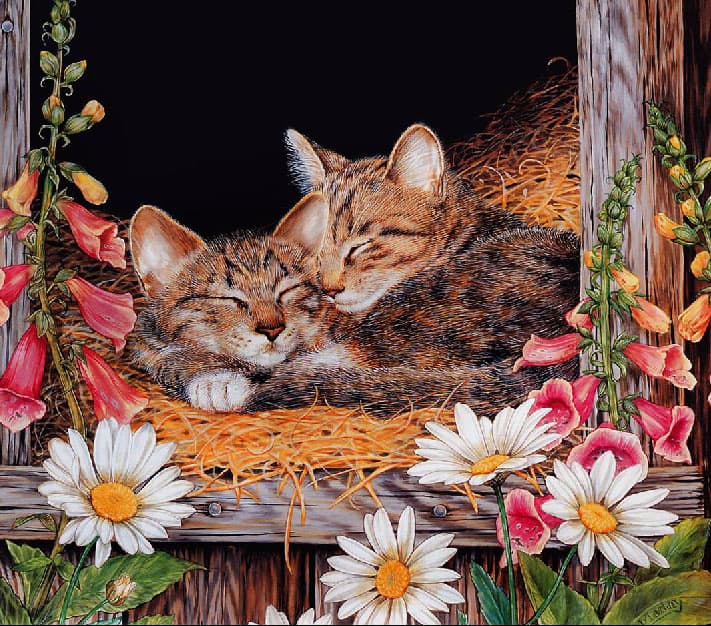 Jane Maday, Chrysanthemum maximium, Härjasilm